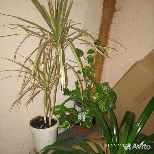 Драцена Триколор