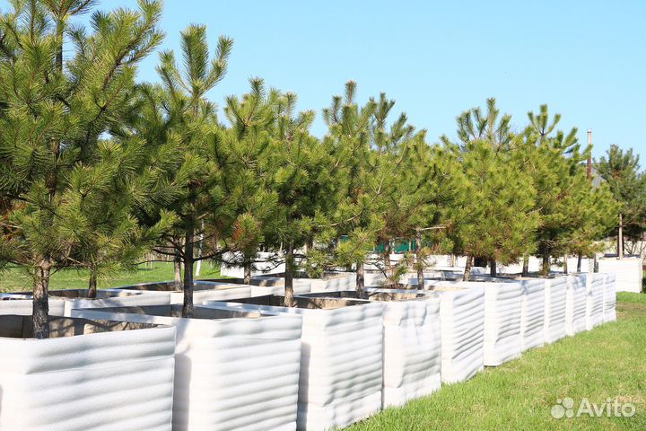 Крымская сосна