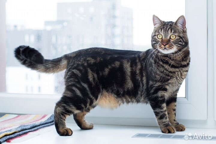 Полосатик в поисках любящей семьи и тёплого дома