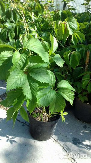 Виноград девичий