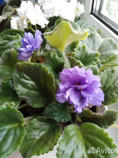 Фиалки цветущие в горшке