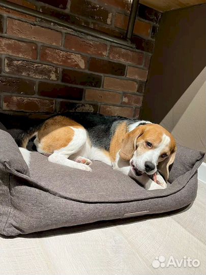 Лакомство для собак оптом. Натуральное