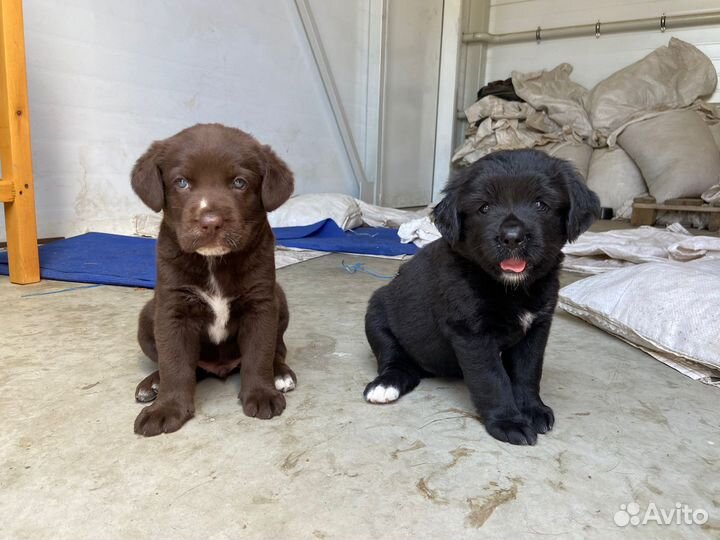 Щенки девочка и мальчик в добрые руки
