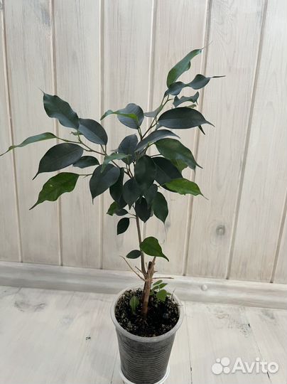 Фикус Бенджамина