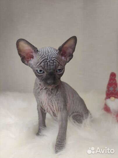 Канадский сфинкс мальчик