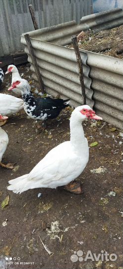 Мускусные утаки на племя