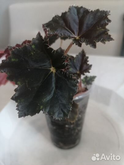 Бегония декоративно лиственная