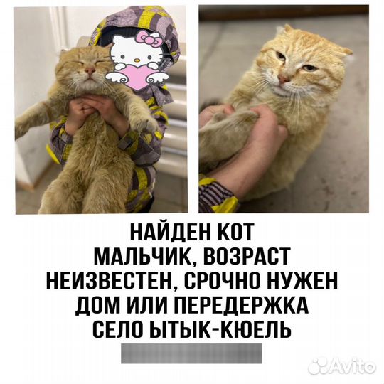 Кот в добрые руки