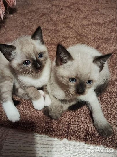 Отдам в добрые руки котят