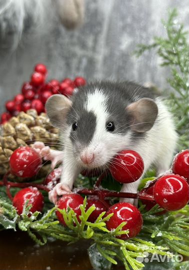 Большой выбор крысят Дамбо. Малыши. Крыса Дамбо