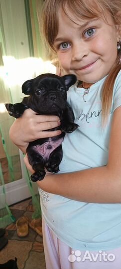 Французский бульдог щенки