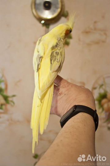 Попугай корелла. Взрослые ручные самочки