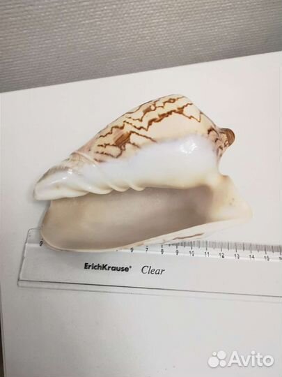 Ракушки и морская звезда