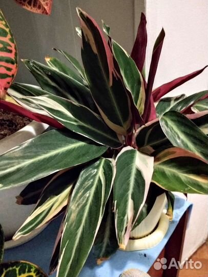 Строманта триколор