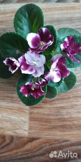 Фиалка, список