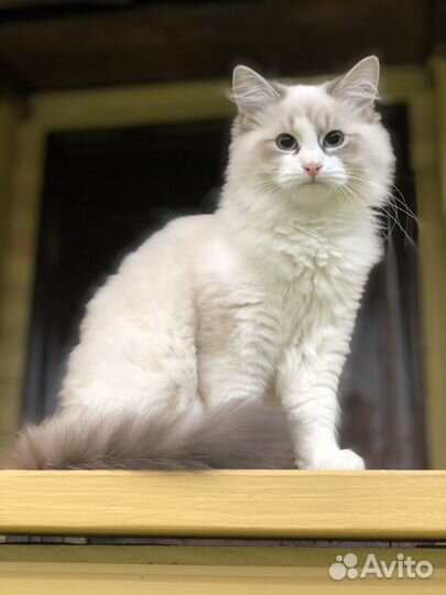 Невская маскарадная (Илона), с родословной