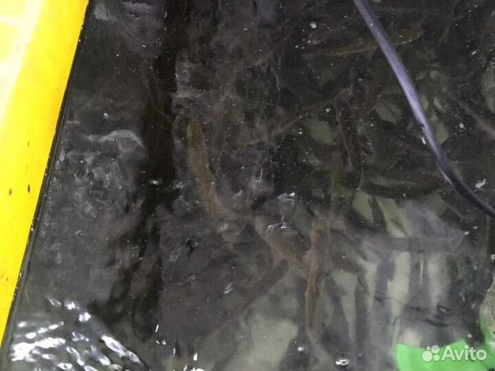 Живец чебак