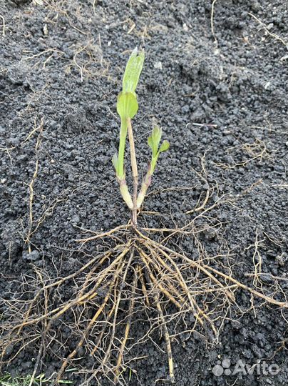 Клематис мелкоцветковый белый