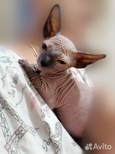 Донской сфинкс котята