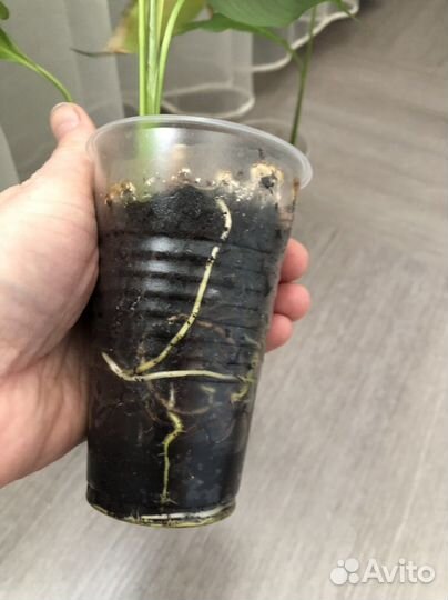 Спатифиллум