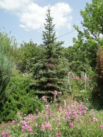 Участок 12 сот. (ИЖС)