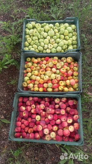 Продукты питания