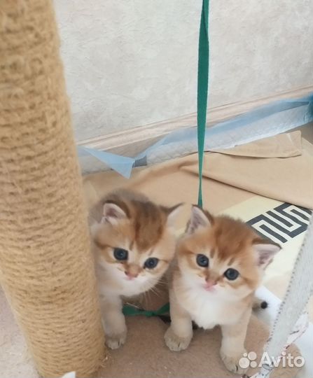 Золотые британские котята