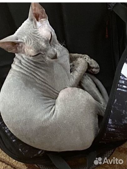 Донской сфинкс велюр