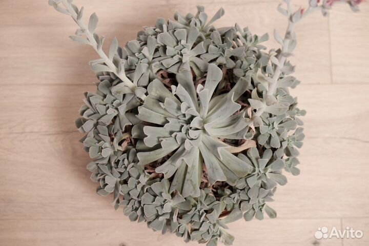 Эхеверии суккуленты