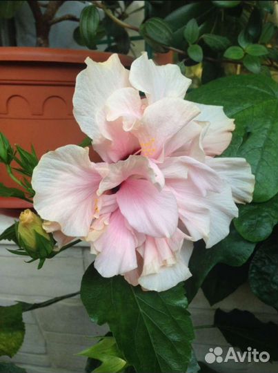 Гибискусы китайская роза (ассорти)