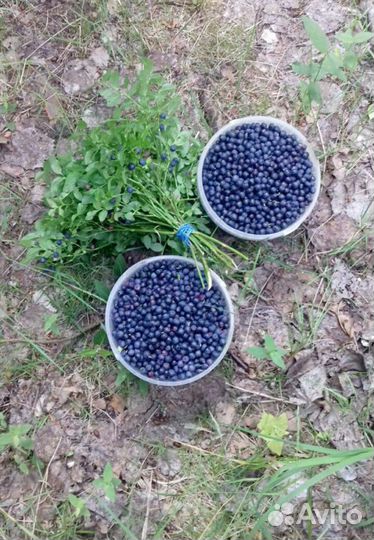 Черника, клубника