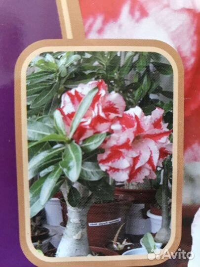 Адениумы сортовые