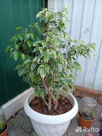 Комнатные цветы