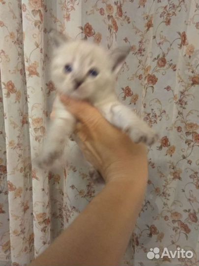 Котята в добрые руки бесплатно