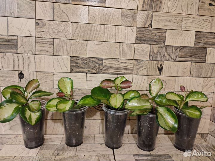 Хойя аустралис лиза