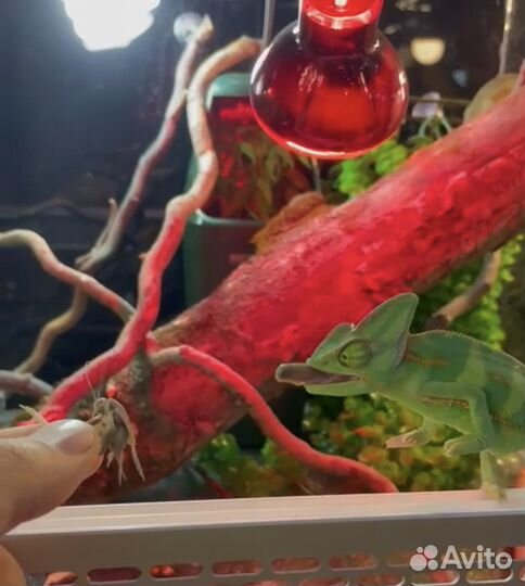 Сверчки домовые