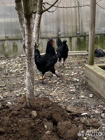 Инкубационное яйцо ухейилюй