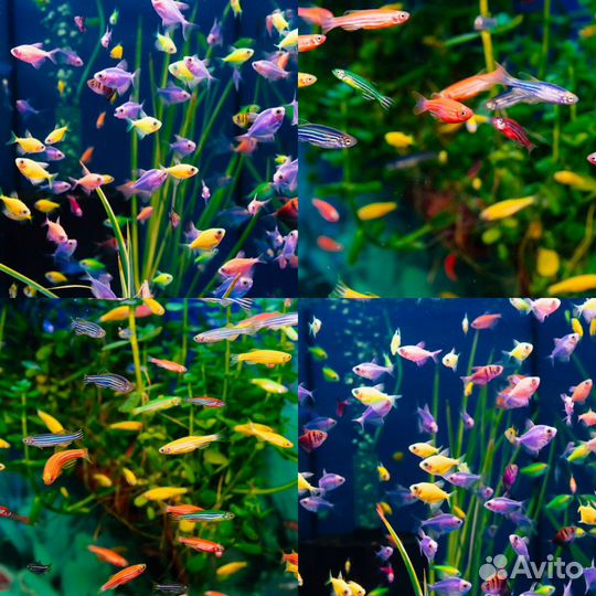 Аквариумные рыбки