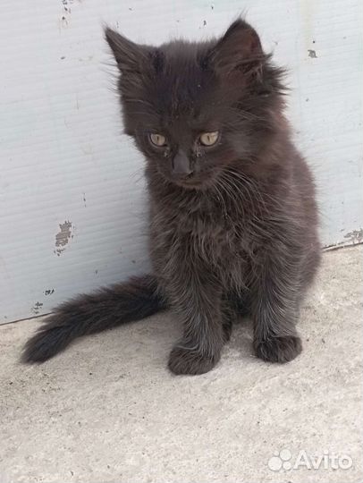 Котята пушистые в добрые руки