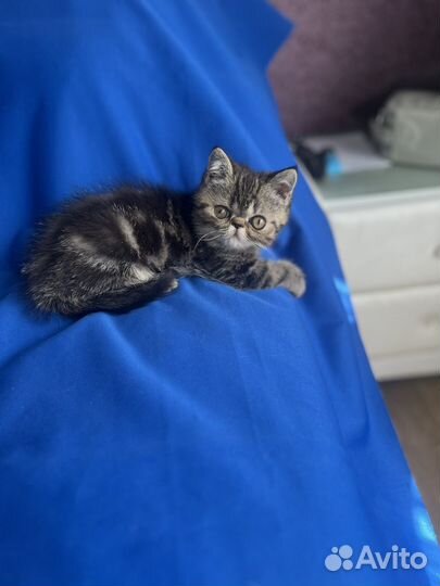 Экзотические кошечки