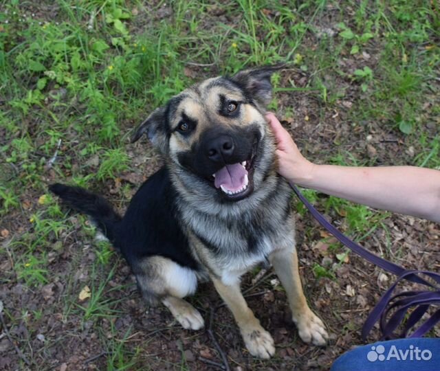 Собака в добрые руки