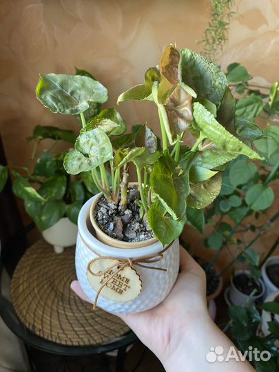 Кашпо керамическое для цветов