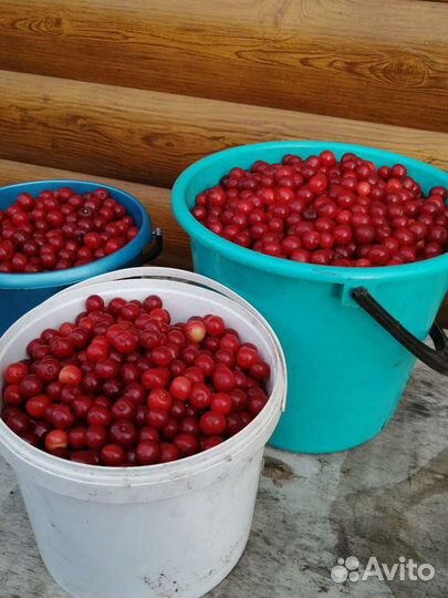 Продам рассаду