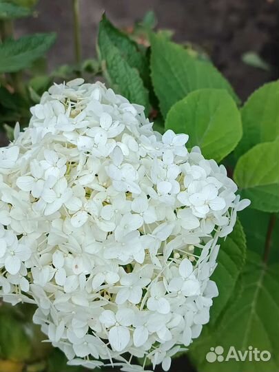 Гортензия белая