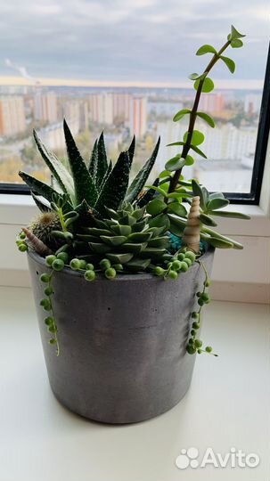 Флорариум суккуленты