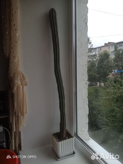 Большой кактус