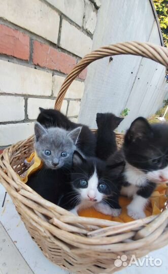 Котята в добрые руки 1 месяц