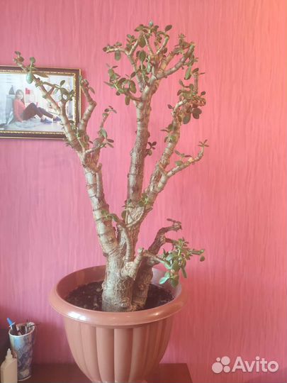 Красула или денежное дерево