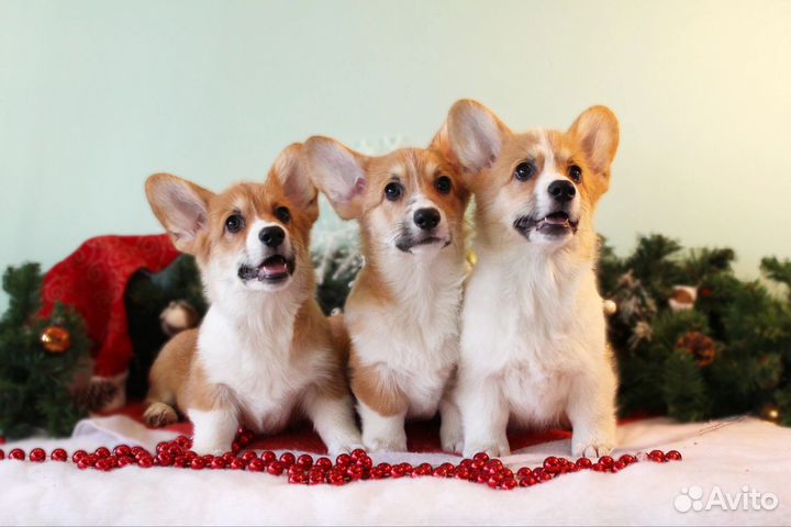 Щенки вельш-корги пемброк