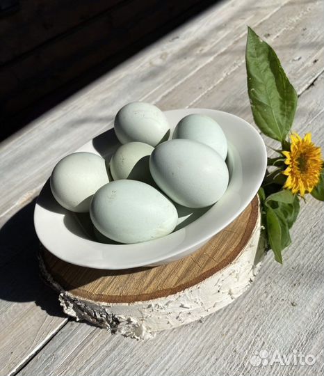 Домашние куриные яйца